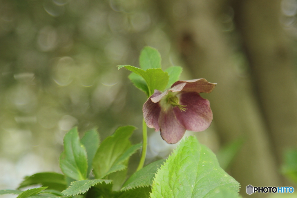 Helleborus