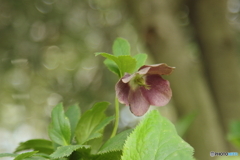 Helleborus