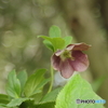 Helleborus