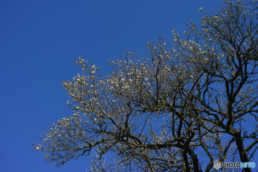 白梅と青空