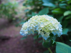 change in hue