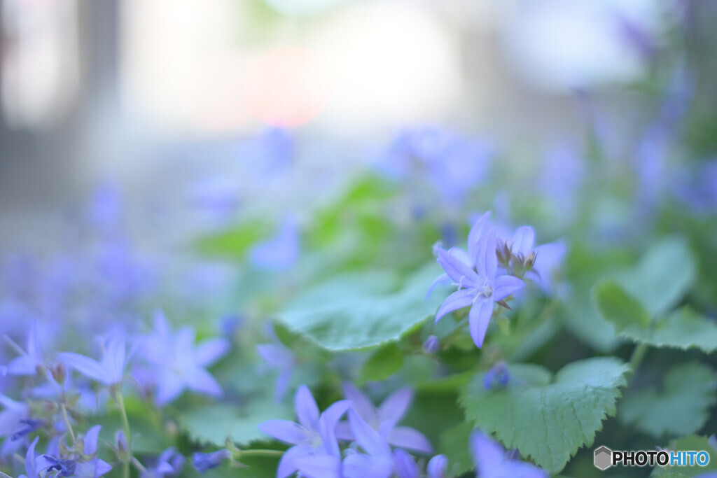 small beauty