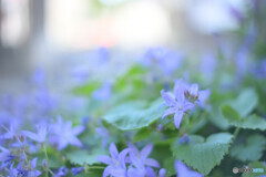 small beauty