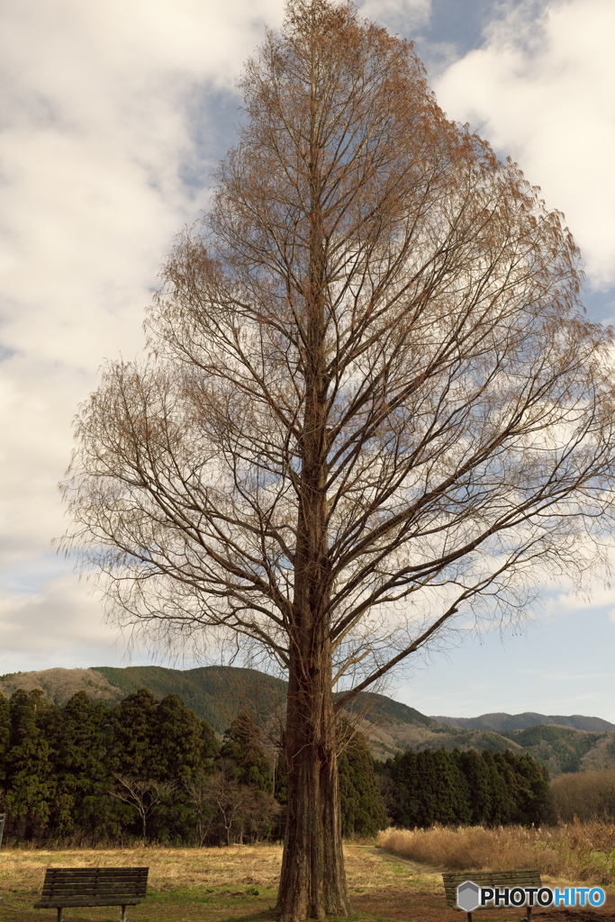 メタセコイアとベンチ