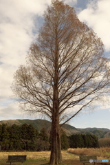 メタセコイアとベンチ