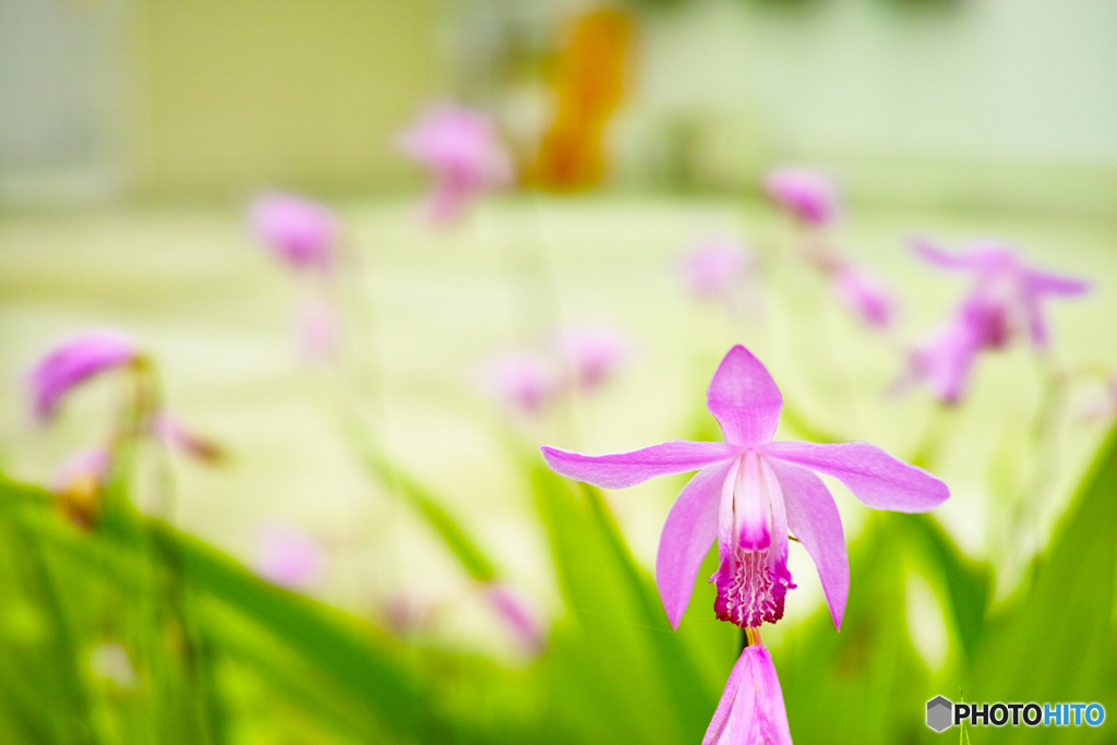 Hyacinth orchid