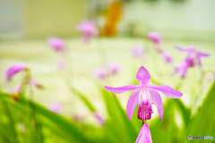 Hyacinth orchid