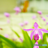 Hyacinth orchid