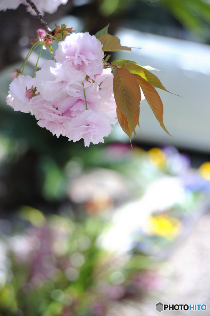 八重桜