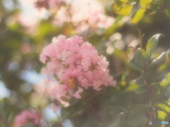 Crape myrtle