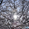 sakura
