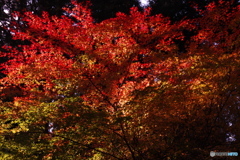 fall foliage