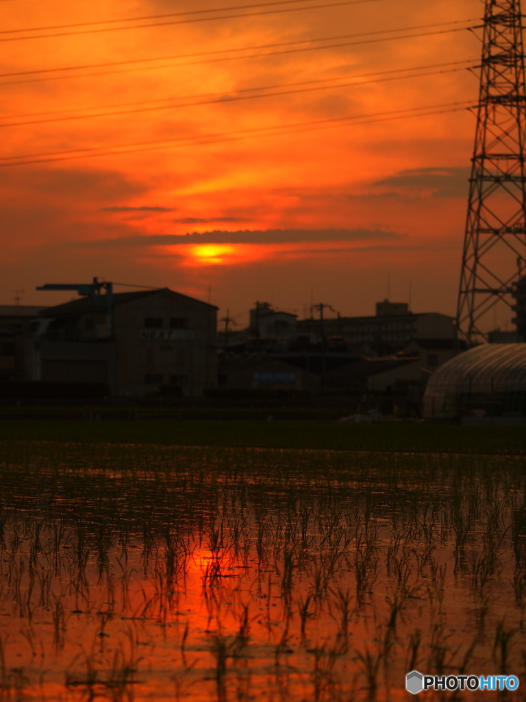 田圃と夕陽