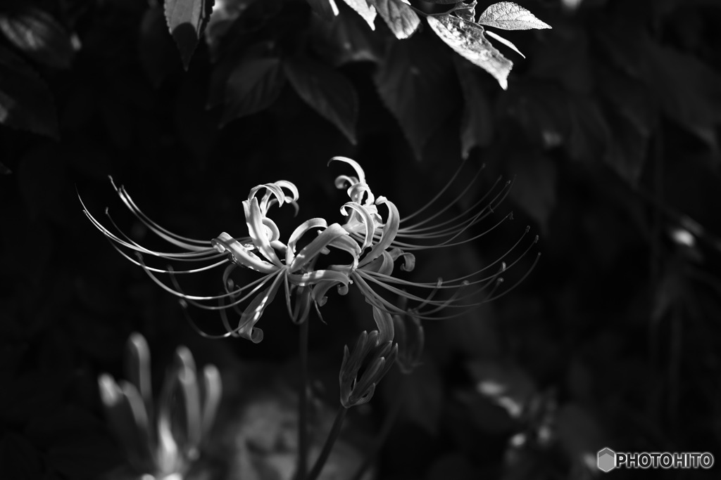 cluster amaryllis