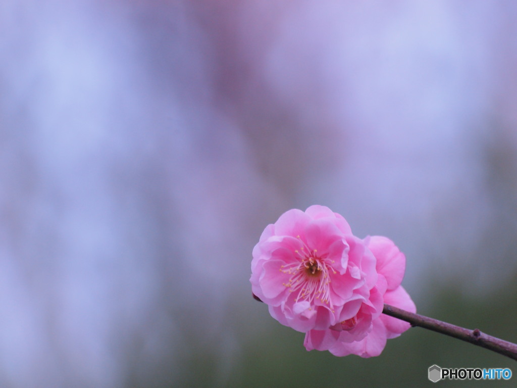 Wait for spring
