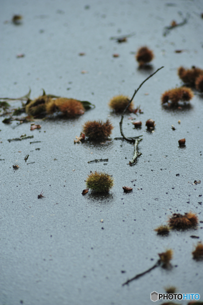 Autumn rain