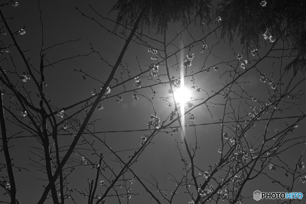 sakura monochrome