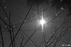 sakura monochrome