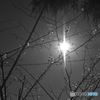 sakura monochrome