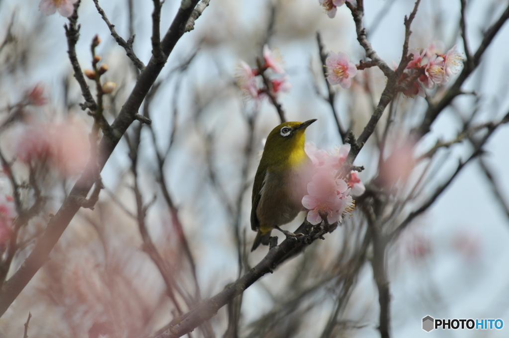 ウメジロー