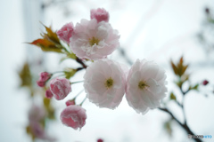 double cherry blossoms