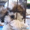 angel in the cage03