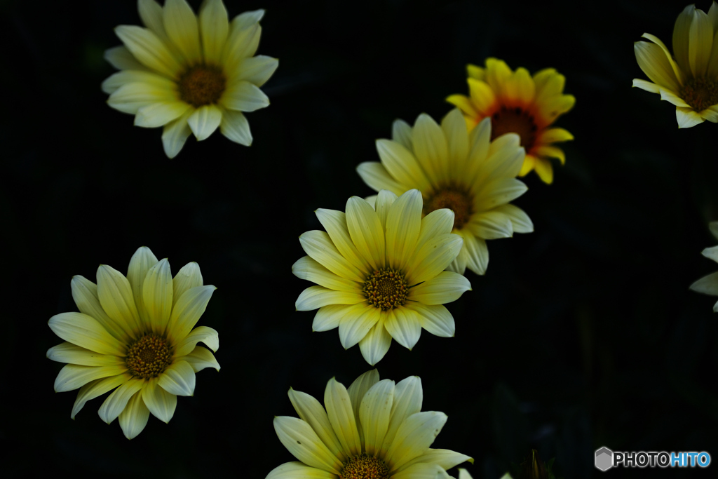 Gazania rigens03