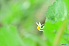 narcissus