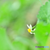 narcissus