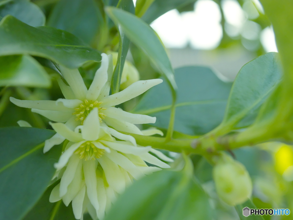 実家の隣の木に咲く花