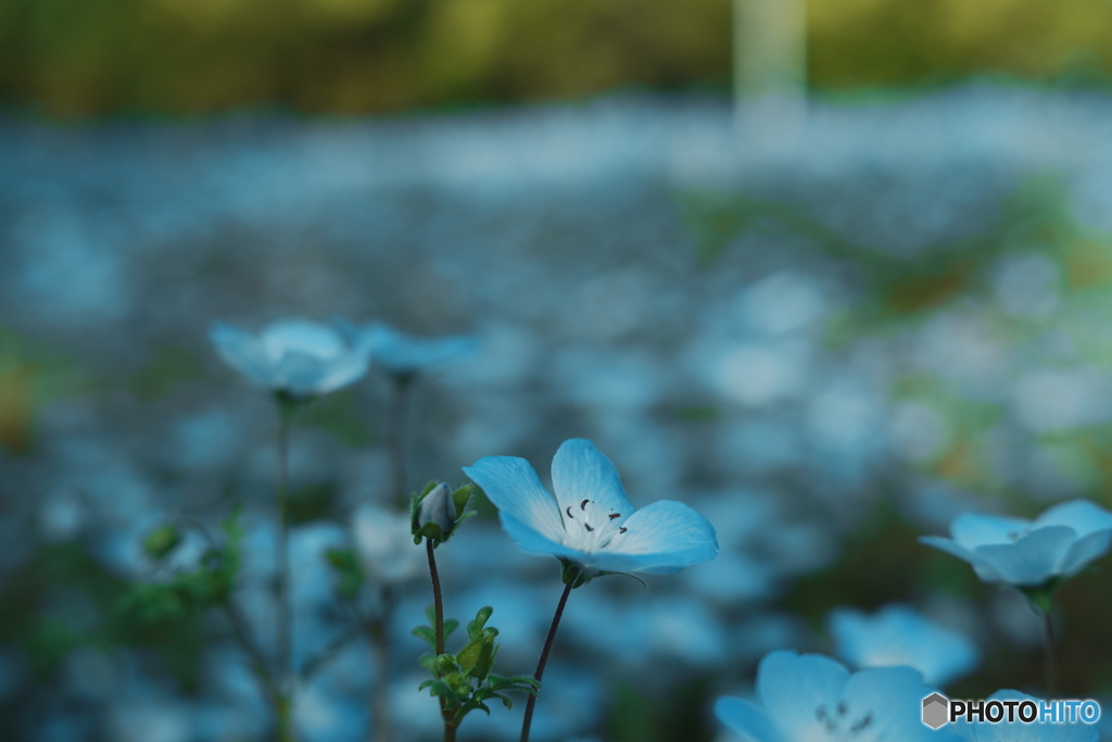Blue02