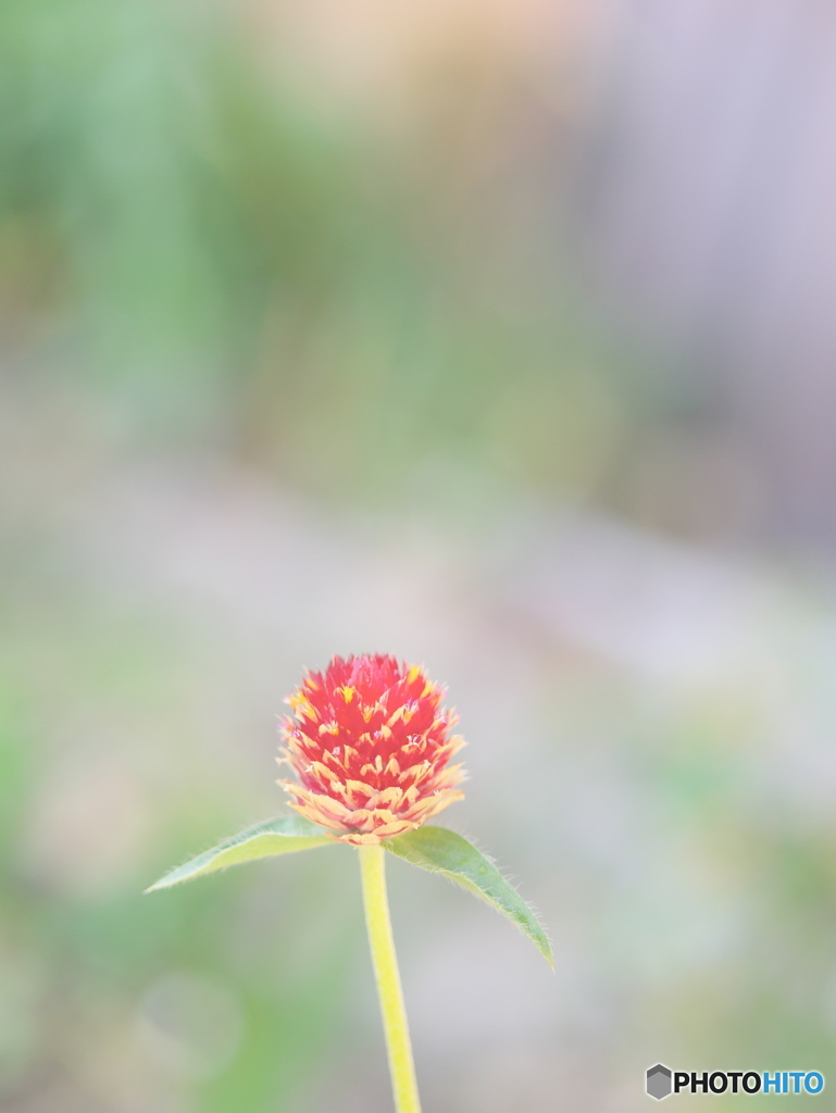千日紅