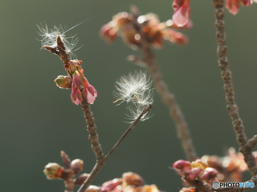 寒桜