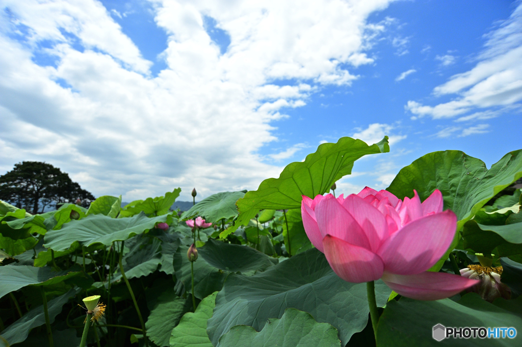 夏の風物詩
