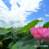 夏の風物詩