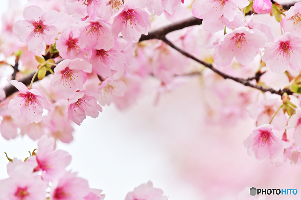 大漁桜