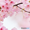 大漁桜