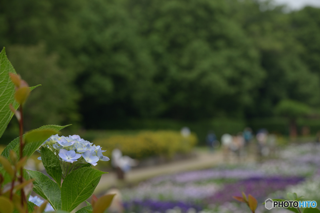 花菖蒲園を見て