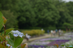 花菖蒲園を見て