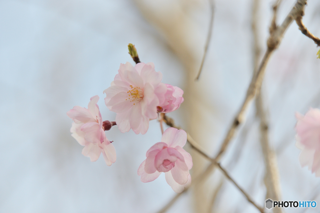 枝垂れ桜