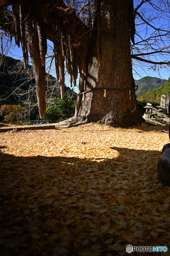 光泉寺の大銀杏