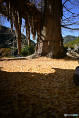 光泉寺の大銀杏