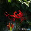 Lycoris