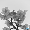 それぞれmonochrome