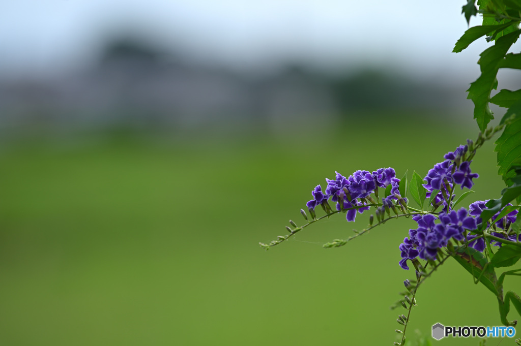 カマキリ君