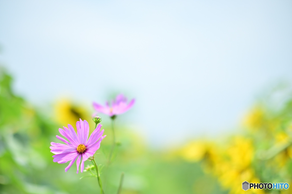 秋桜と向日葵