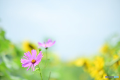 秋桜と向日葵