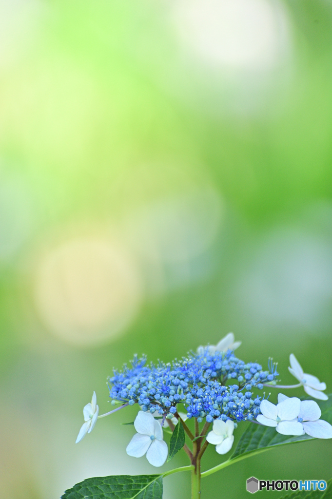 Lacecap hydrangea