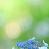 Lacecap hydrangea