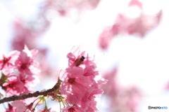 蜂サン01